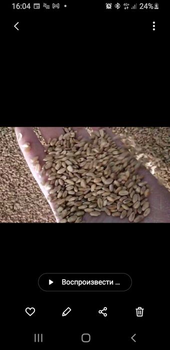 Продам зерно бидай пшеницу