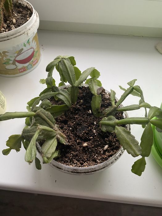 Цветы комнатные отдам бесплатно