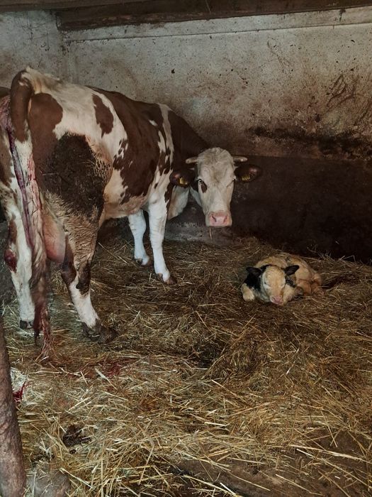 Vând vacă de 6 ani cu vițea