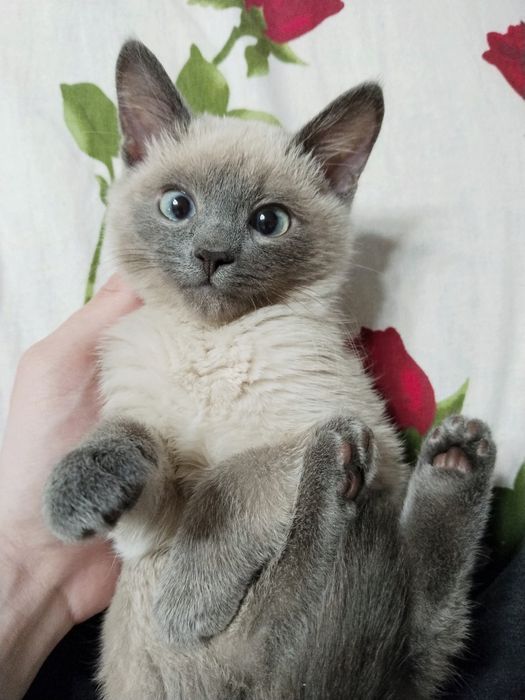 Сиамский котенок