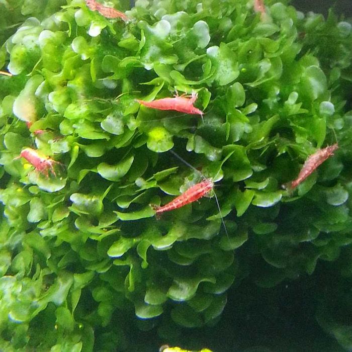 Мох ламариопсис не прихотливый для аквариума прирастает к корягам