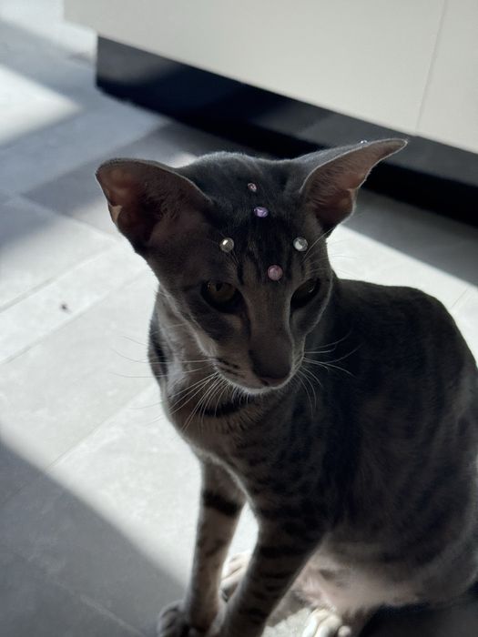 Отдам кошку ориентал