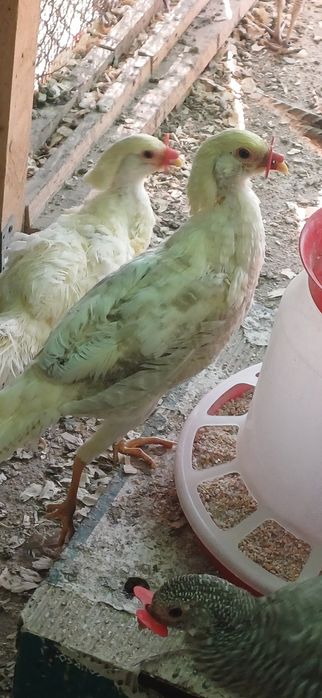 Mascul fazan piersică tineret