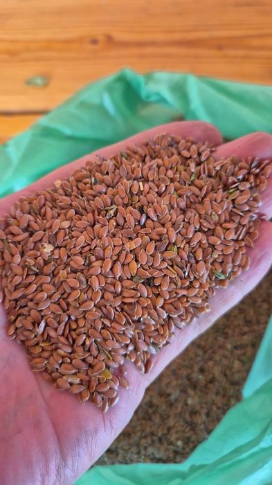 Пшеница.Платный чат!Все корма.