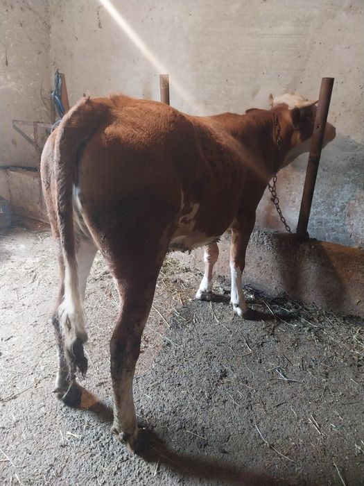 Vițică de vânzare