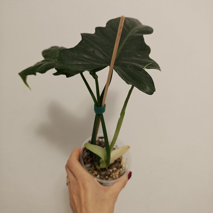 Philodendron - plantă naturală