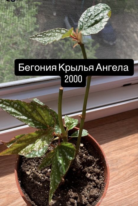 Продам цветы от 1000 до 3000