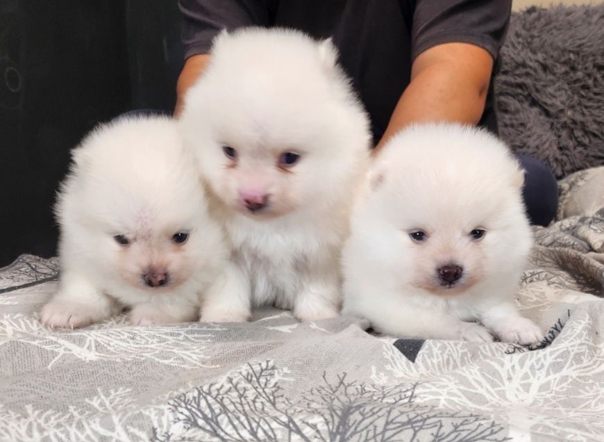 Померански шпиц , померан , малък шпиц чисто бели