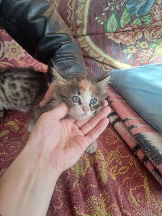 Отдам котят девочка и мальчик 2 месяца