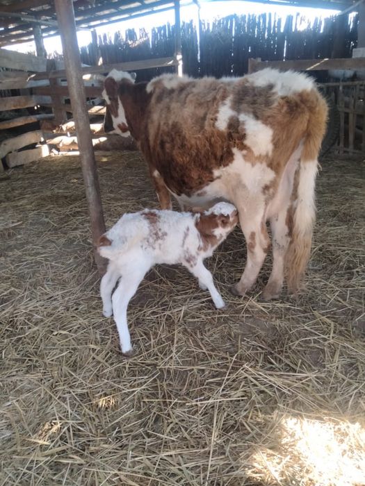Сиыр бузауымен сатылады