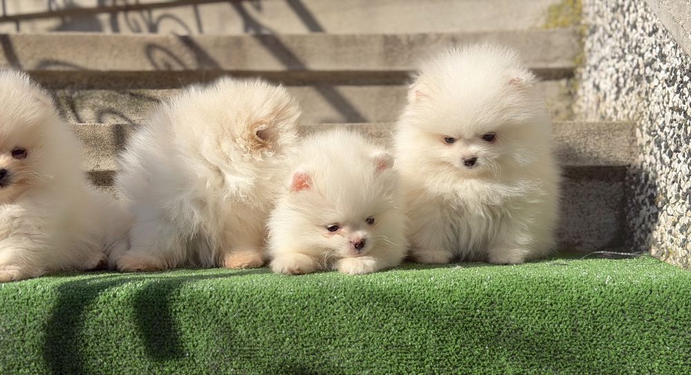 Померан померани мини