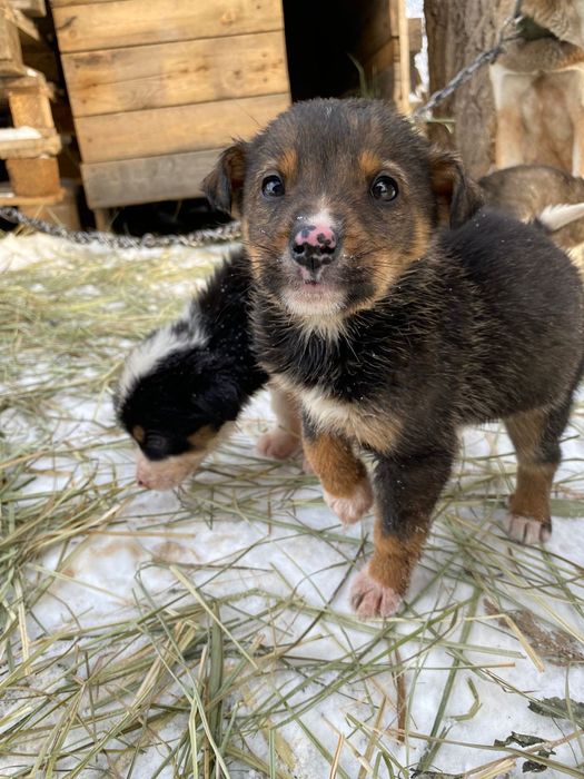 Продам здоровых щенков