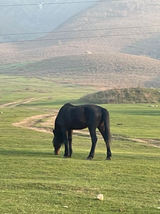 Уйырге айгыр сатылады