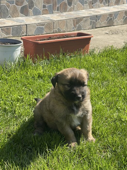 Pui lup belgian (malinois)