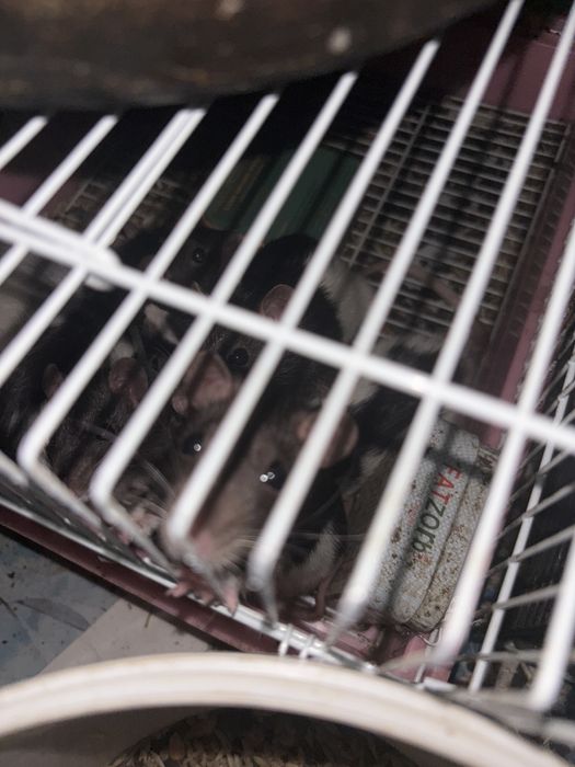 Отдаю  крыс дамбо