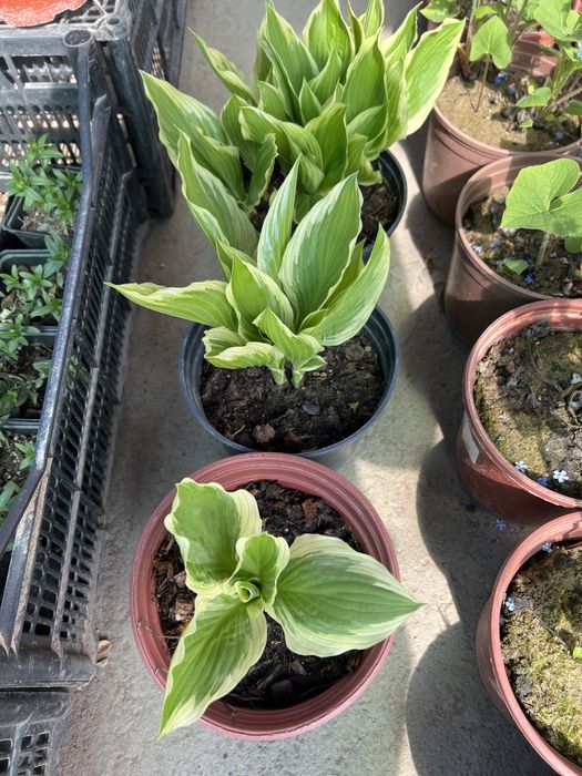 Хоста садовая тени любимая