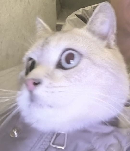 Молодой и красивый котик Моисей