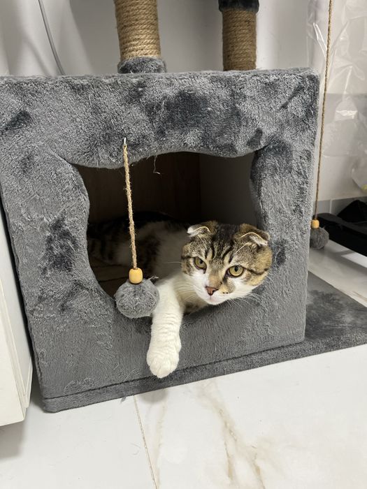 Отдам кота в добрые руки