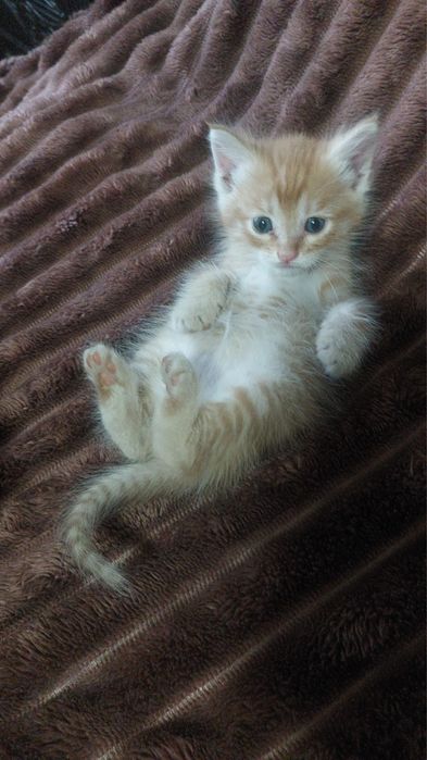 Отдадим котят в хорошие руки