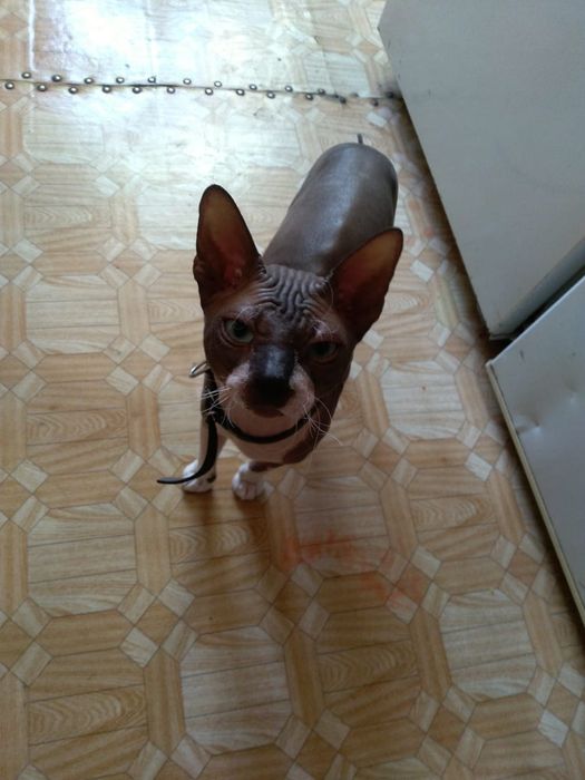 Вязка кот сфинкс