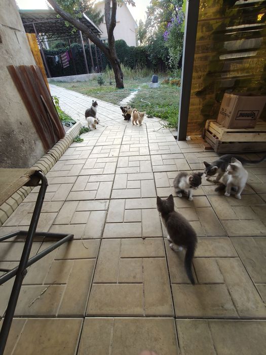 Крысыловы котята полудикие.