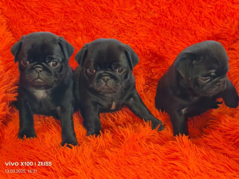 Очаровательные щенки мопса.