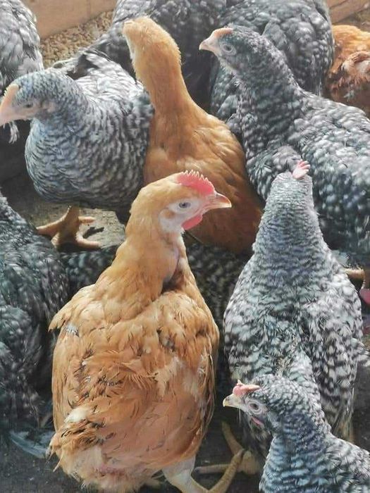 Ferma de pui cu livrarii la domiciliu