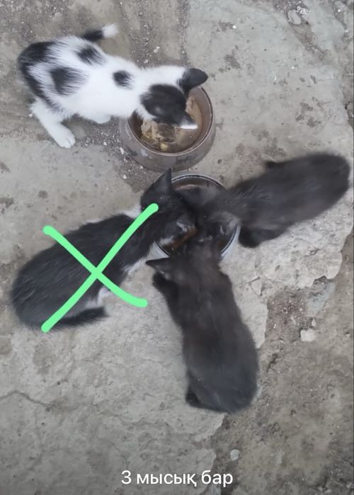 Мысық, марғау. Кошка, котята.