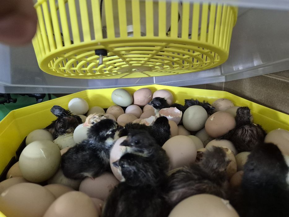 Oua araucana Australorp  și