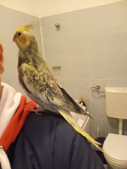 Vând pui blând nimfa