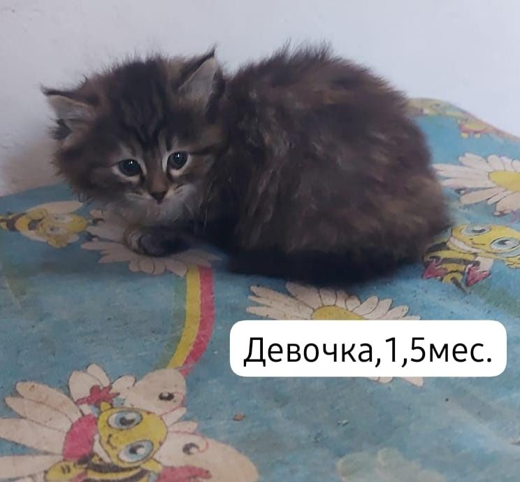 Котята бесплатно⁹