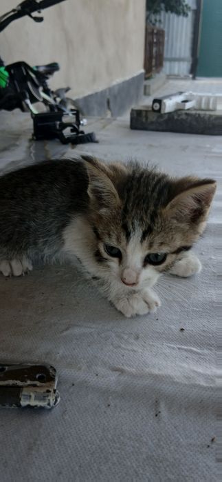 Отдадим котят в добрые руки
