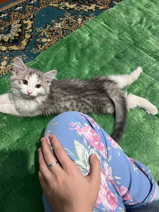 Котёнок мальчик "Борис"