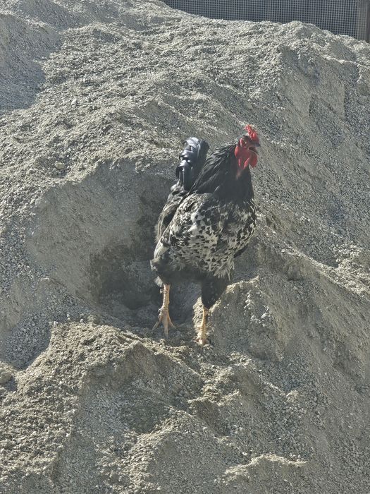 Продам петех черныи