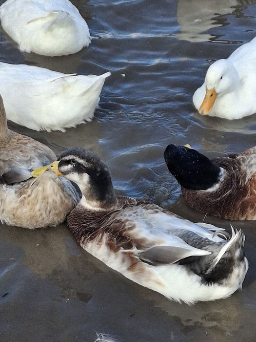 Утки и утаки разные 50 шт