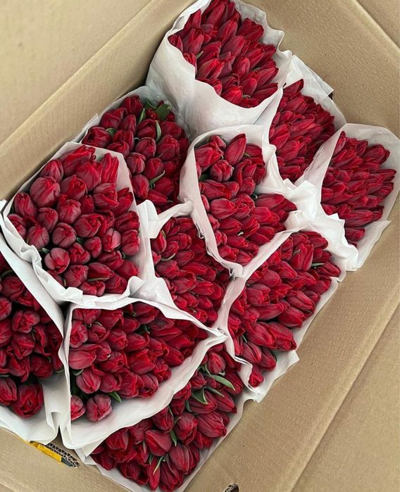 Тюльпаны оптом с теплицы