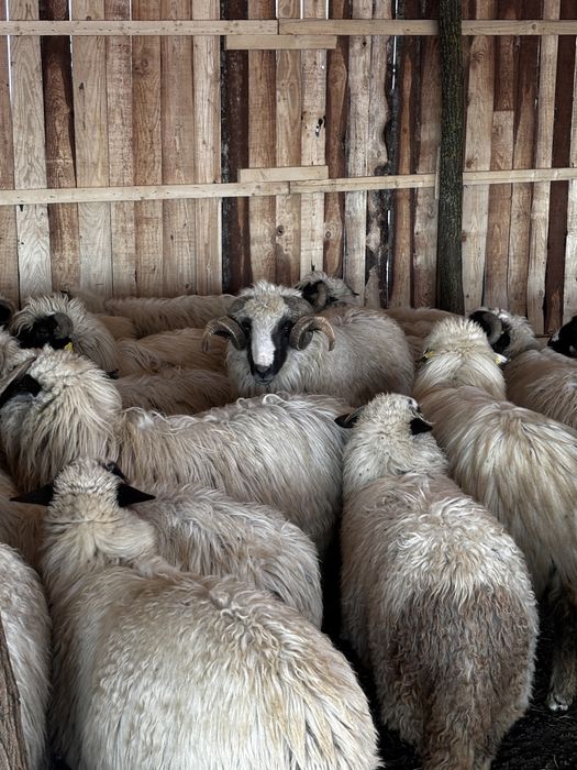 Vand 35 de oi breze si 40 bucalai