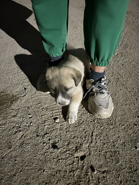 Алабай не чистый