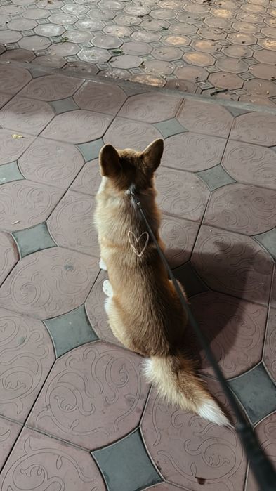 Кобель корги готов к вязке