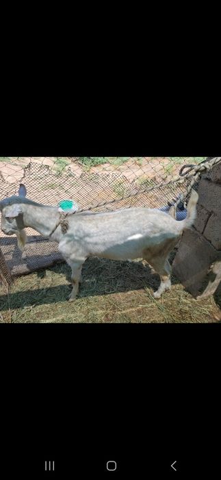 Орыс теке занен теке