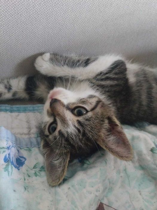 Отдам котeнка мальчик