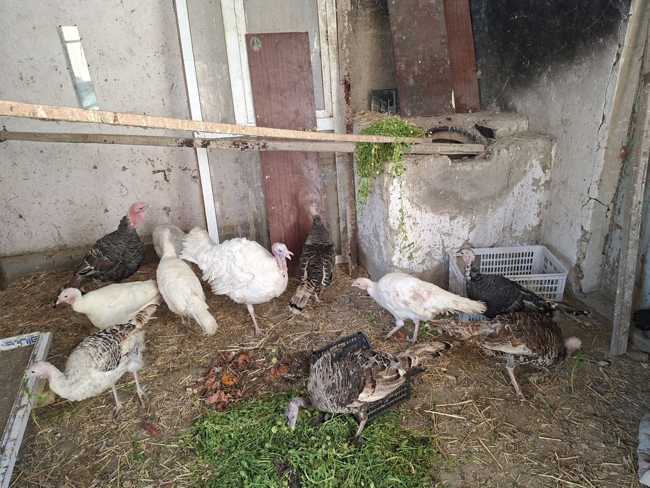 Курка тухумлари бор.