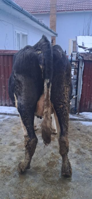 Vând vacă gestanta