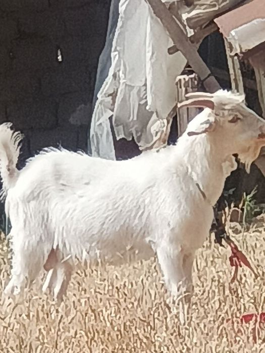 Oppoq zottor. Echki hidi chiqmidi