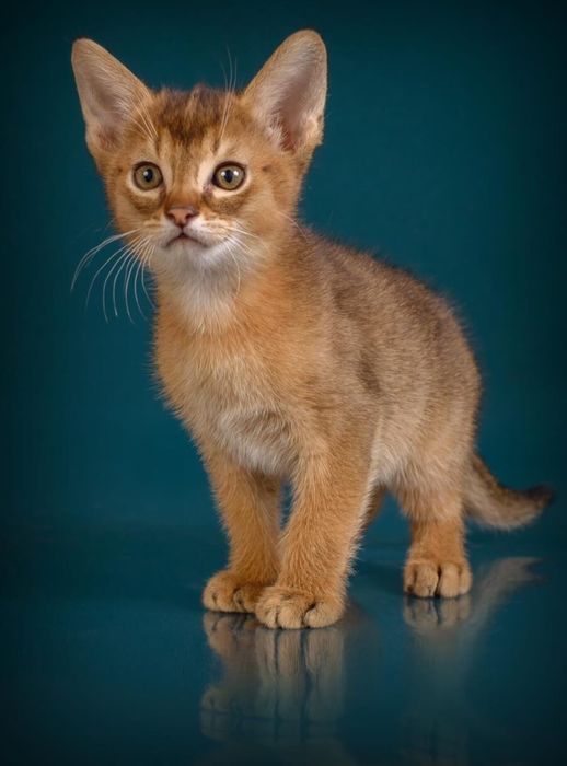 ЧАУЗИ с Документами и ТИТУЛАМИ