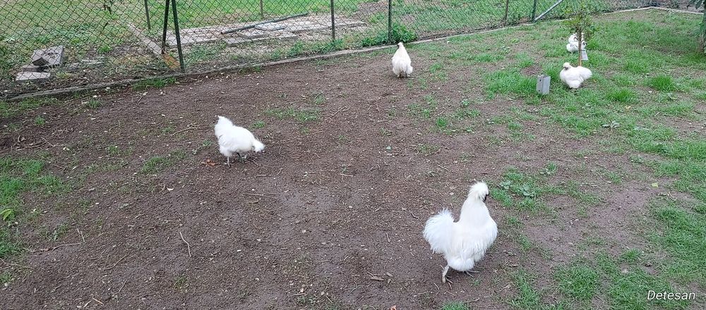 Pui de Găina  Mătase Japoneză