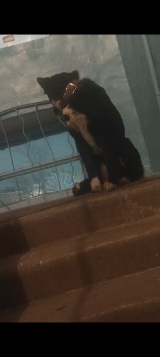 Найдена собака в центре, с ошейником