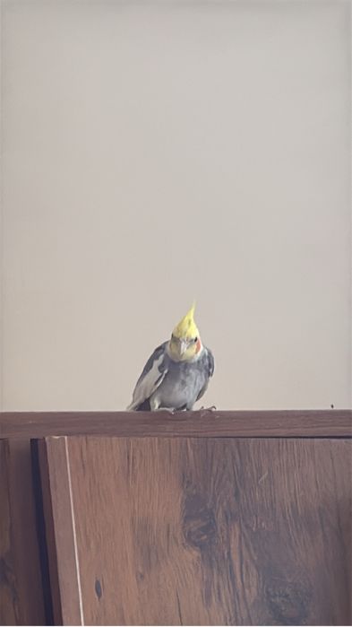 продаеться получ ручной корелла