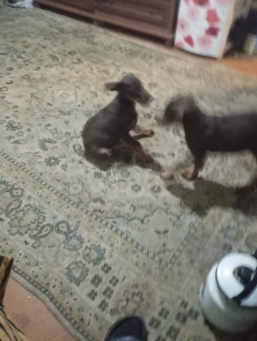 Шенки доберманы срочнр