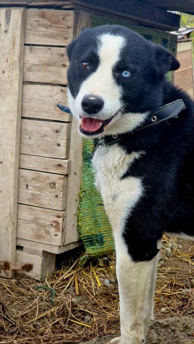 Собака из приюта Хвостатый Рай